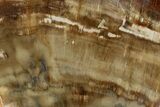 Polished, Petrified Wood (Araucaria) Slab - Madagascar #183262-1